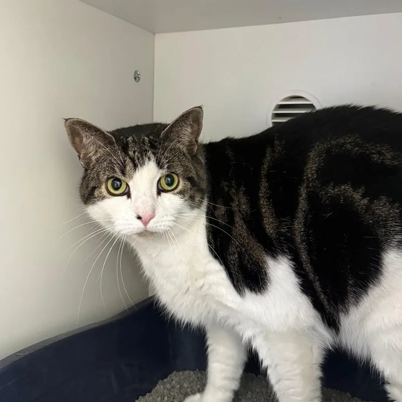 An adult small-sized female Gray / Blue / Silver Domestic Short Hair cat named Simone for adoption in Branford, CT