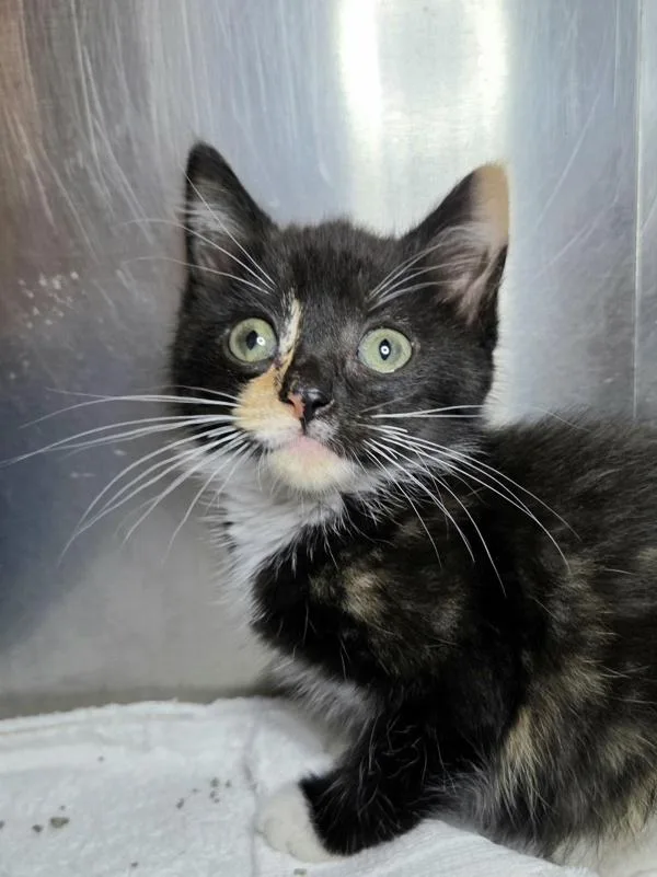 A baby small-sized female Domestic Short Hair cat named Bulbasaur for adoption in Millersville, MD