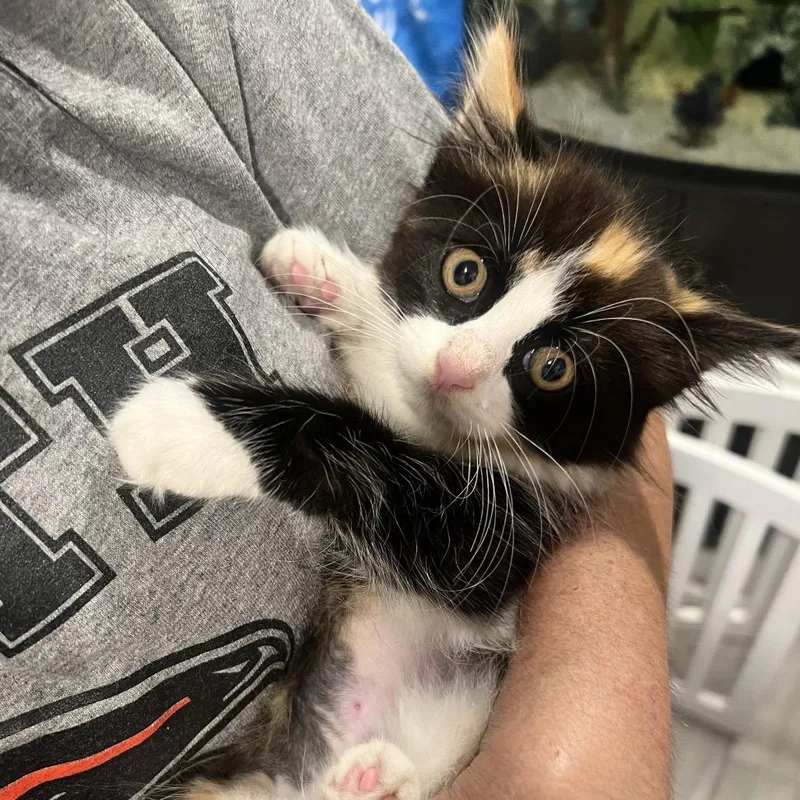 A baby small-sized female Calico Domestic Long Hair cat named Vanessa for adoption in Oceanside, NY