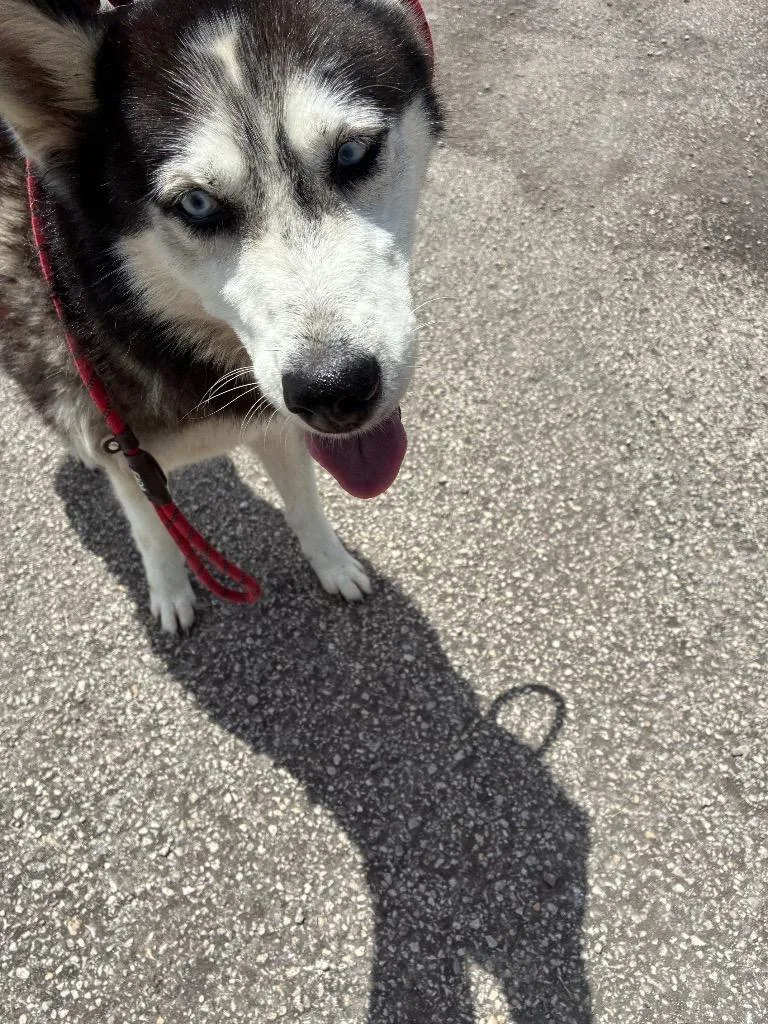 Bella