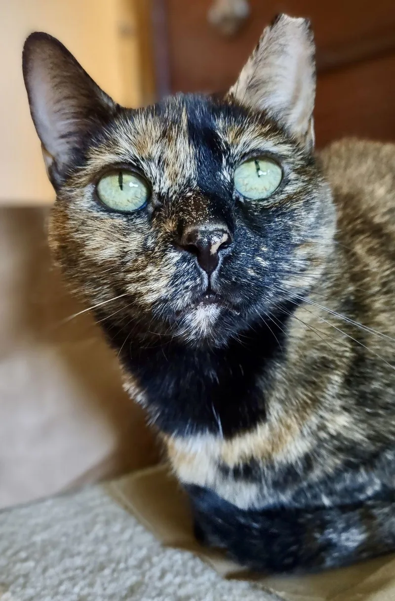 An adult medium-sized female Tortoiseshell cat named Aurora  Willow Grove for adoption in Greenville, DE