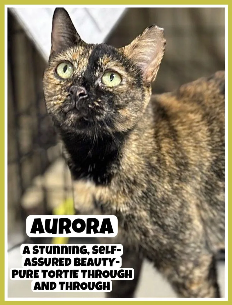Aurora  Willow Grove thumbnail 2