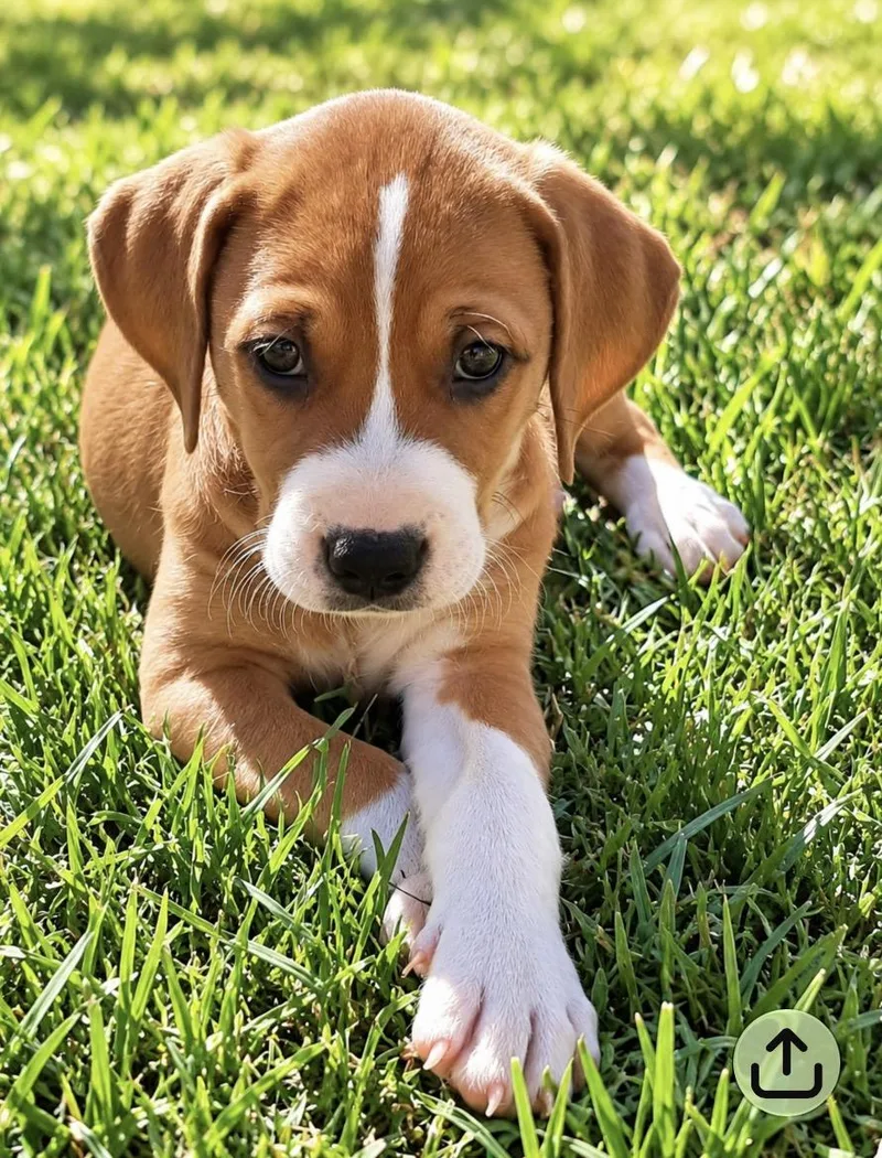 A baby medium-sized female Rhodesian Ridgeback dog named Georgie for adoption in Scottsdale, AZ