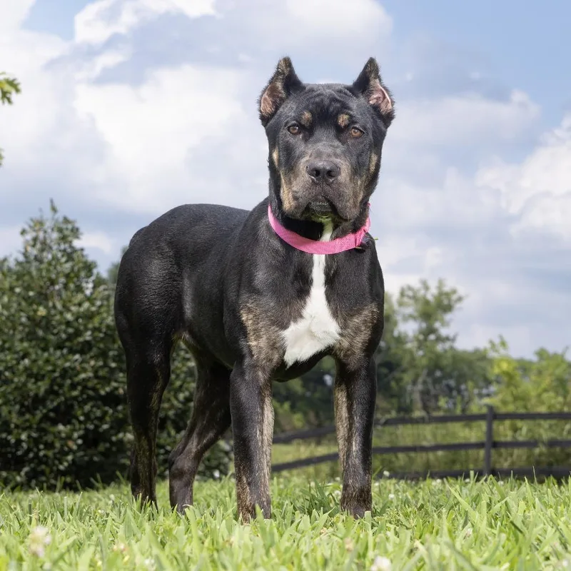 A young large-sized female Black Mixed Breed dog named Charisma for adoption in Franklin, TN