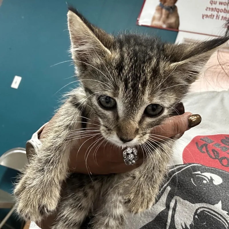 A baby small-sized female Black Domestic Short Hair cat named Sheba for adoption in Leander, TX