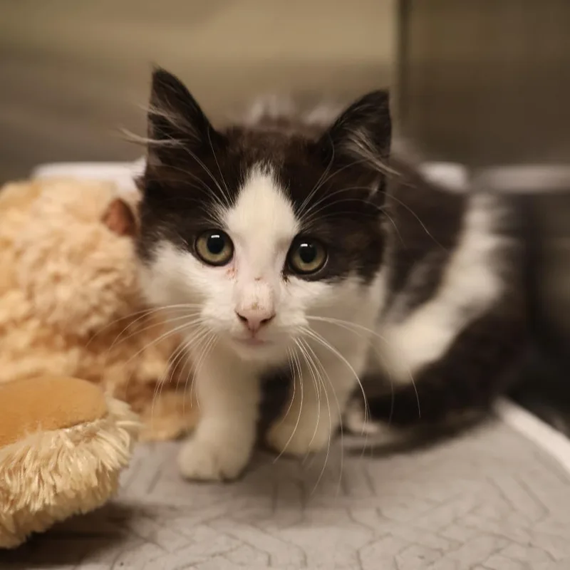 A baby small-sized female Black Domestic Long Hair cat named Mew for adoption in Briarcliff Manor, NY