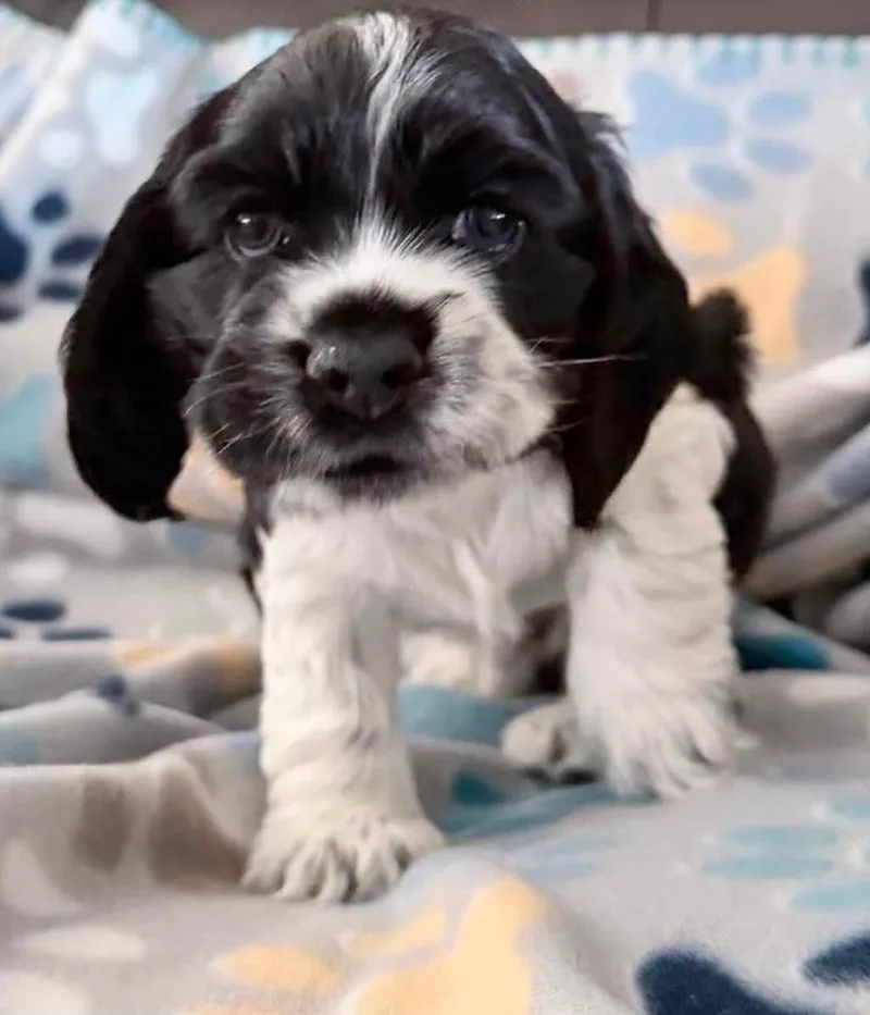 A baby small-sized male Cocker Spaniel dog named Oliver for adoption in Chino valley, AZ