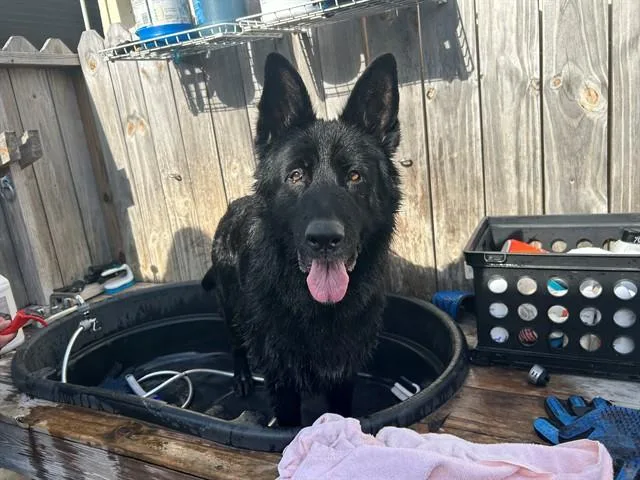 A senior large-sized female German Shepherd Dog dog named Talia for adoption in Ocala, FL