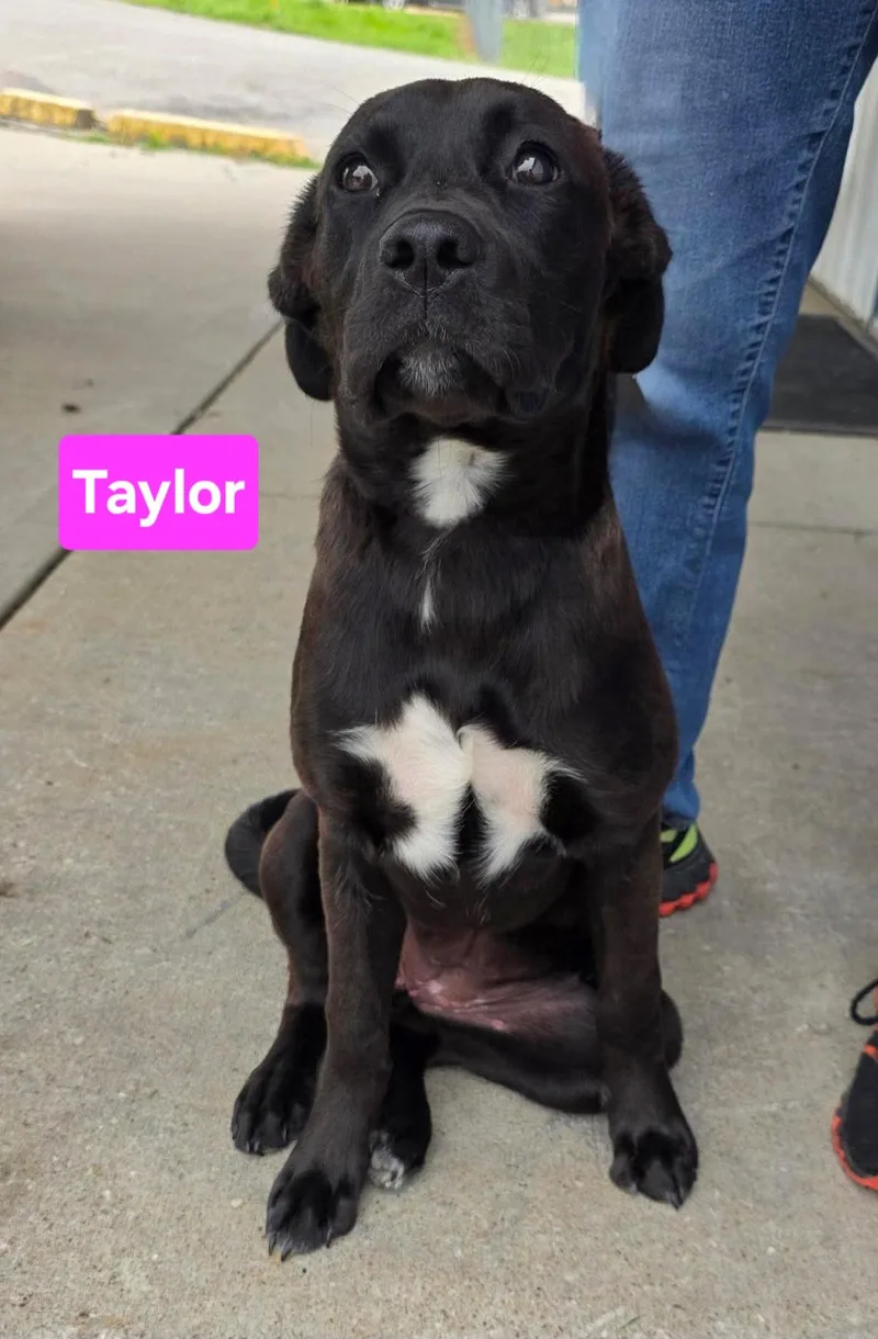 A baby medium-sized male Black Boxer dog named Taylor for adoption in Clinton, MO