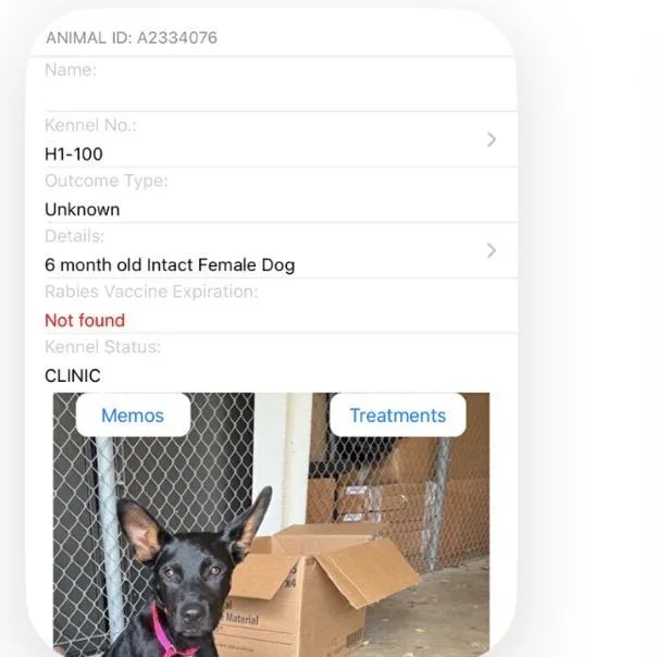 A young small-sized male Black Mixed Breed dog named Echo for adoption in Jupiter, FL