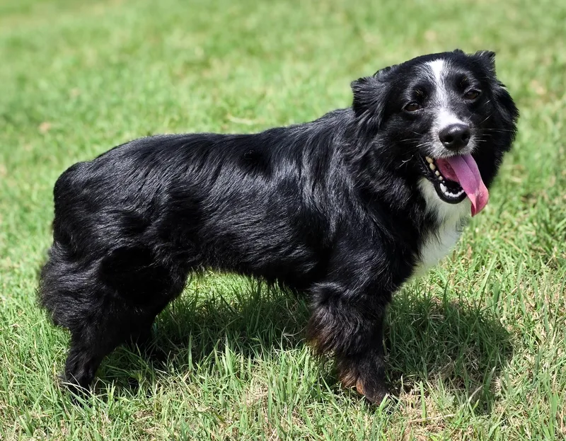 An adult small-sized female Black Australian Shepherd dog named Remmy for adoption in Gainesville, TX