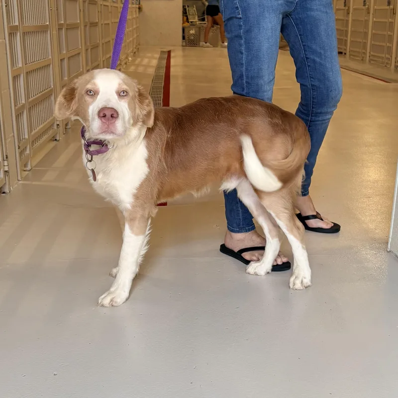A young medium-sized male Collie dog named Bento for adoption in Chicago, IL