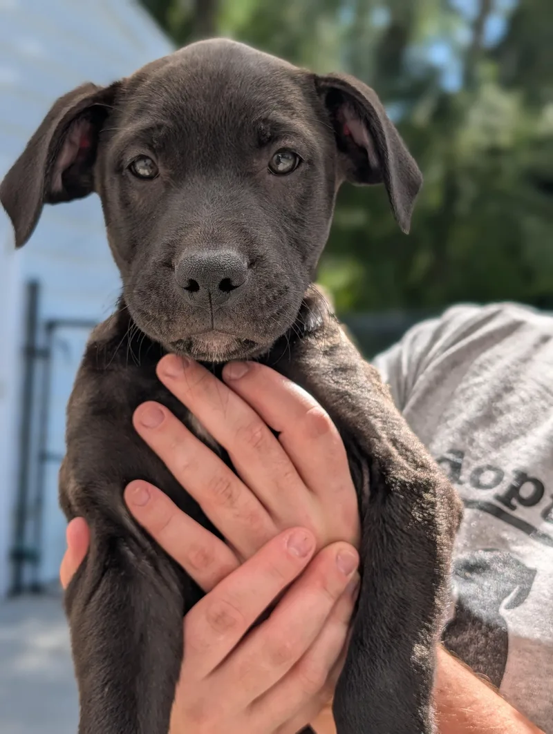 A young large-sized male Black Labrador Retriever dog named Onyx for adoption in Fenton, MI