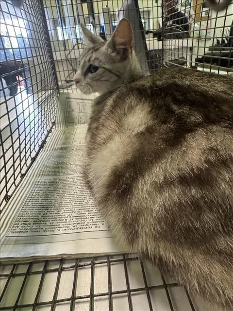 A young large-sized female Domestic Short Hair cat named Momma for adoption in Los Angeles, CA