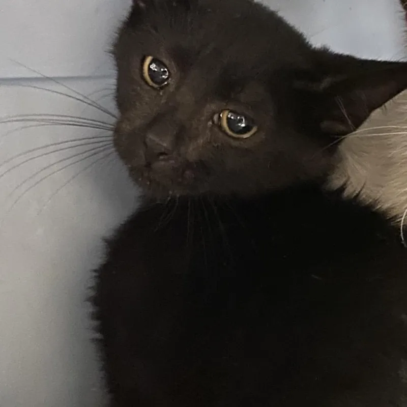 A baby small-sized male Black Domestic Short Hair cat named Hardy for adoption in Norfolk, NE