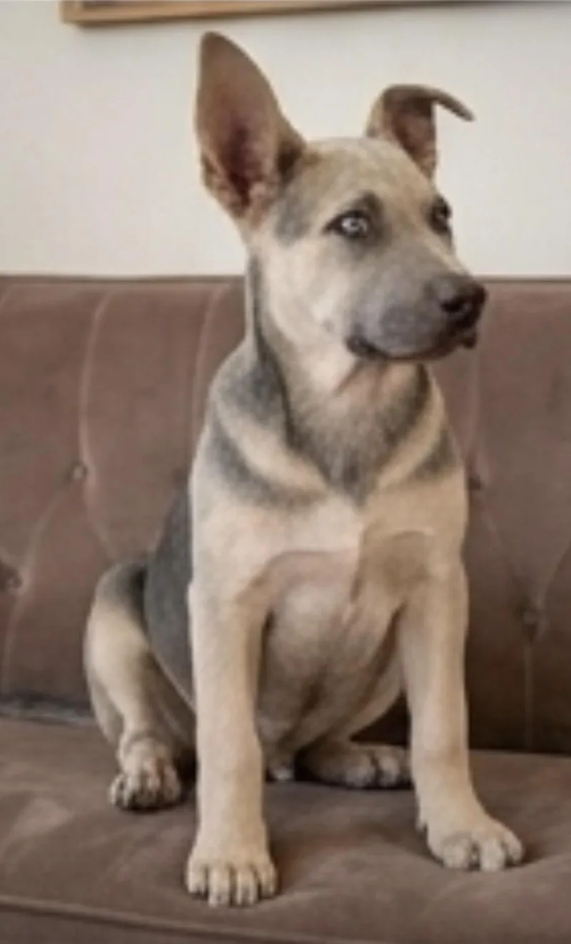 A young medium-sized male German Shepherd Dog dog named Ben for adoption in Casa Grande, AZ