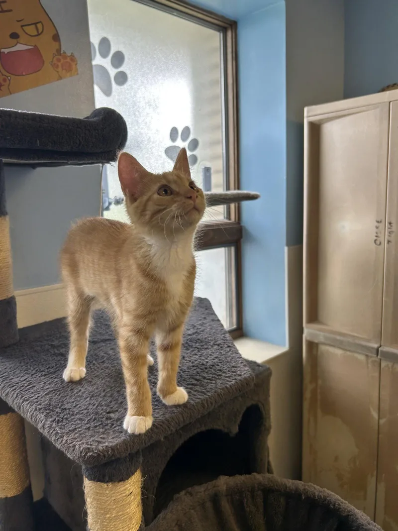 A young small-sized female Orange & White Domestic Short Hair cat named Tik for adoption in Steeleville, IL