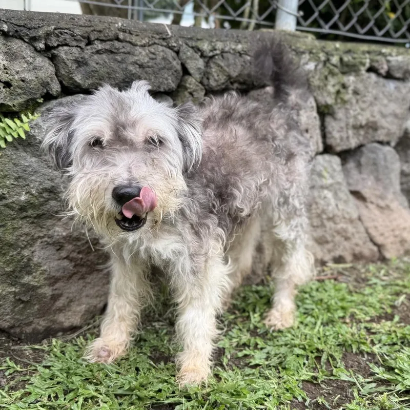 A senior small-sized male Gray / Blue / Silver Miniature Schnauzer dog named Shaggy for adoption in Keaau, HI