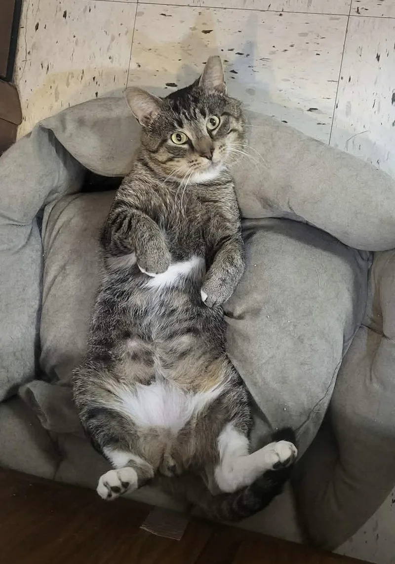 An adult medium-sized male Domestic Short Hair cat named Bear for adoption in Champaign, IL