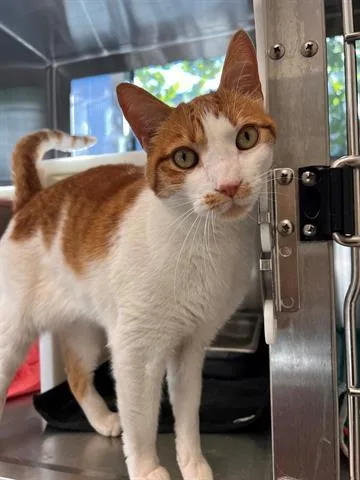 A senior large-sized male Domestic Short Hair cat named Charlie for adoption in Brighton, CO