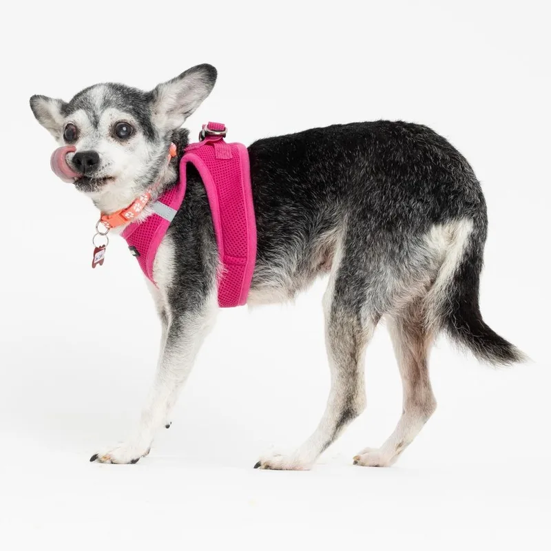 Joan Jett thumbnail 2