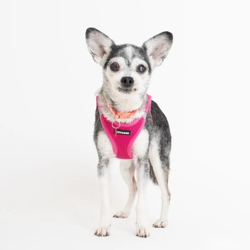 Joan Jett thumbnail 3