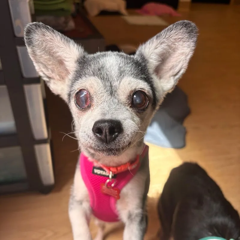 Joan Jett thumbnail 4