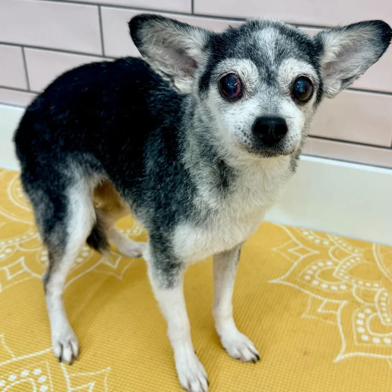 Joan Jett thumbnail 5