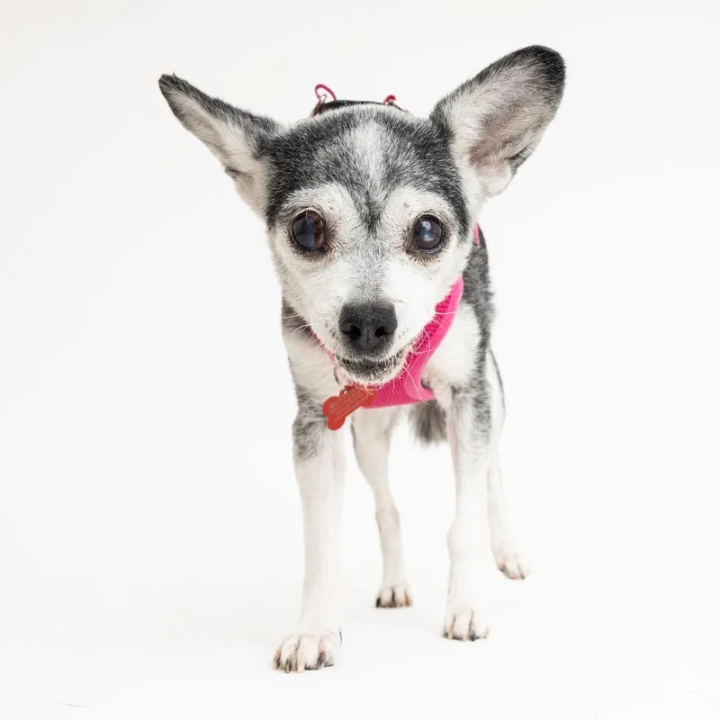 Joan Jett thumbnail 6