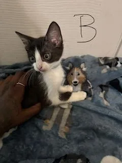 A baby small-sized male Domestic Short Hair cat named Garrett for adoption in San Antonio, TX