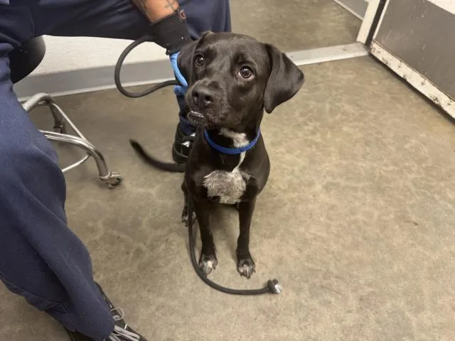 An adult medium-sized female Labrador Retriever dog named Scarlet for adoption in Los Angeles, CA