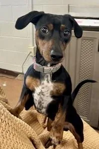 A young small-sized male Bicolor Miniature Dachshund dog named Zavala for adoption in Rapid City, SD
