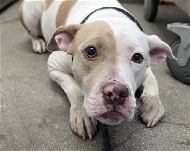 A young large-sized female Pit Bull Terrier dog named Zuzu for adoption in Tucson, AZ