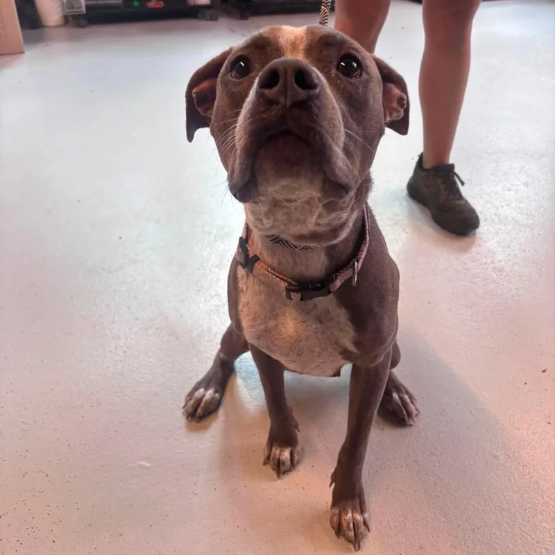 An adult small-sized female Gray / Blue / Silver Mixed Breed dog named Twister Stray Hold for adoption in Huntington, WV