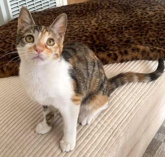 An adult small-sized female Domestic Short Hair cat named Hazel for adoption in San Diego, CA