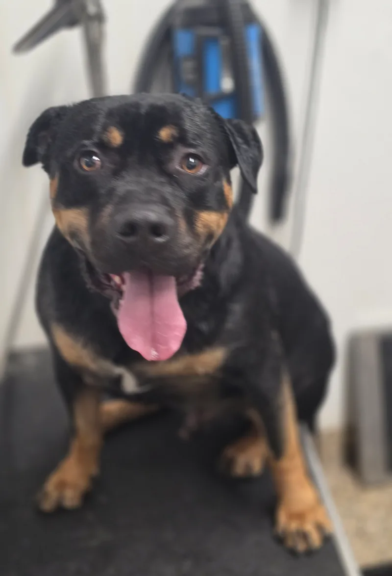 A young large-sized male Black Pit Bull Terrier dog named Rocky for adoption in Spokane County, WA