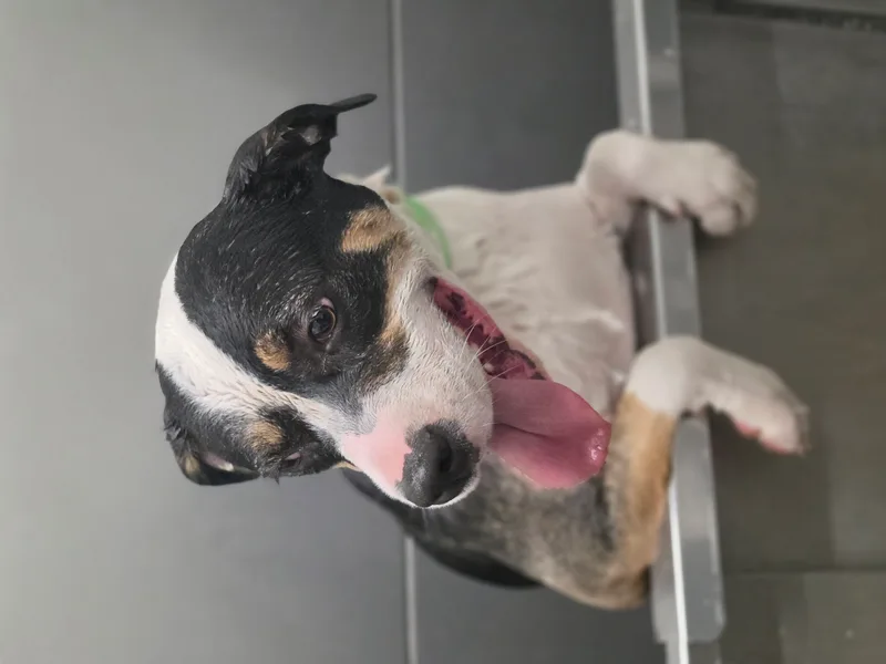 An adult large-sized female Black Pit Bull Terrier dog named Miss Moffat for adoption in Spokane County, WA