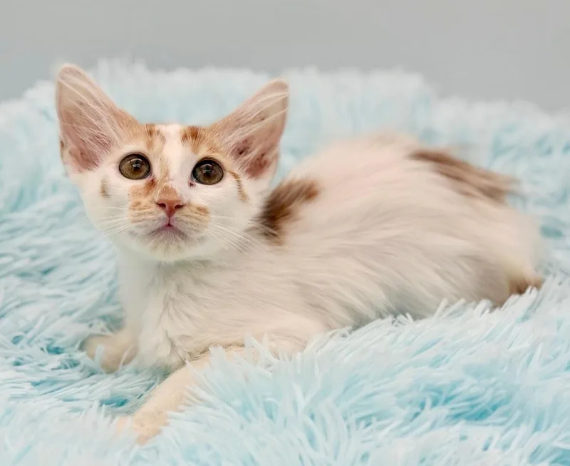 A baby medium-sized female Orange & White Domestic Long Hair cat named Tetia for adoption in Covington, LA