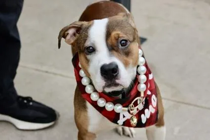 A young medium-sized female Terrier dog named Cece for adoption in Warren, NJ