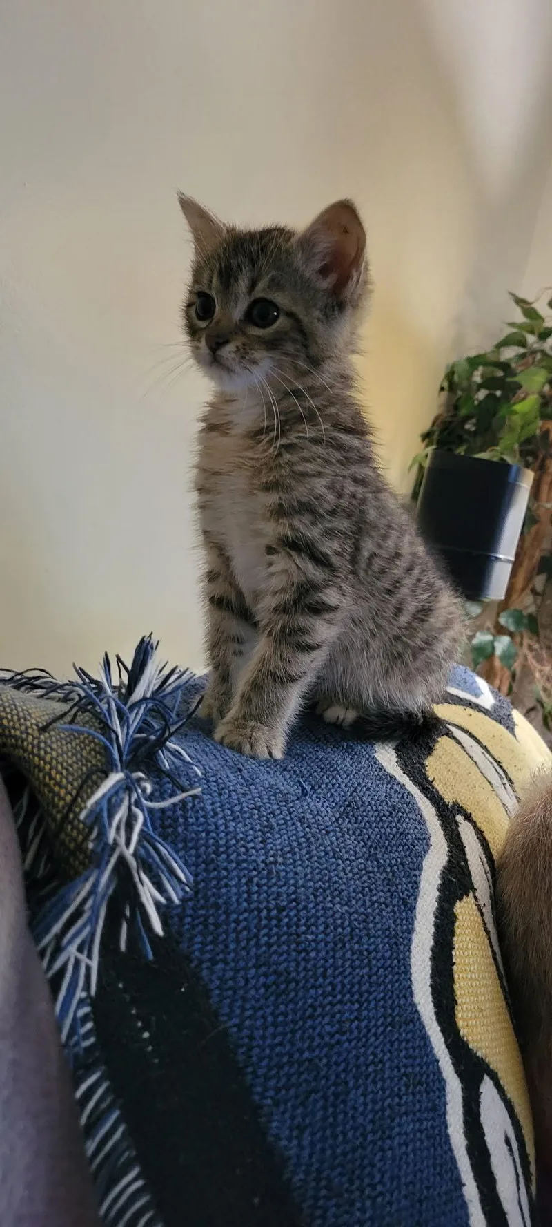 A baby medium-sized male American Shorthair cat named Sprout for adoption in Roanoke, AL