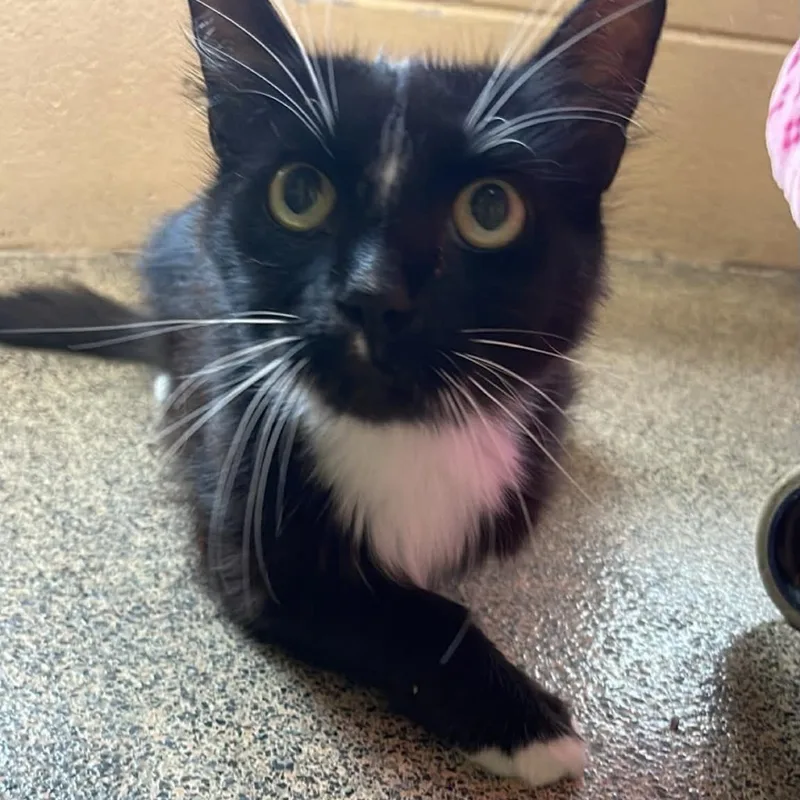 An adult medium-sized female Black & White / Tuxedo Domestic Medium Hair cat named Fallon for adoption in Fort Payne, AL