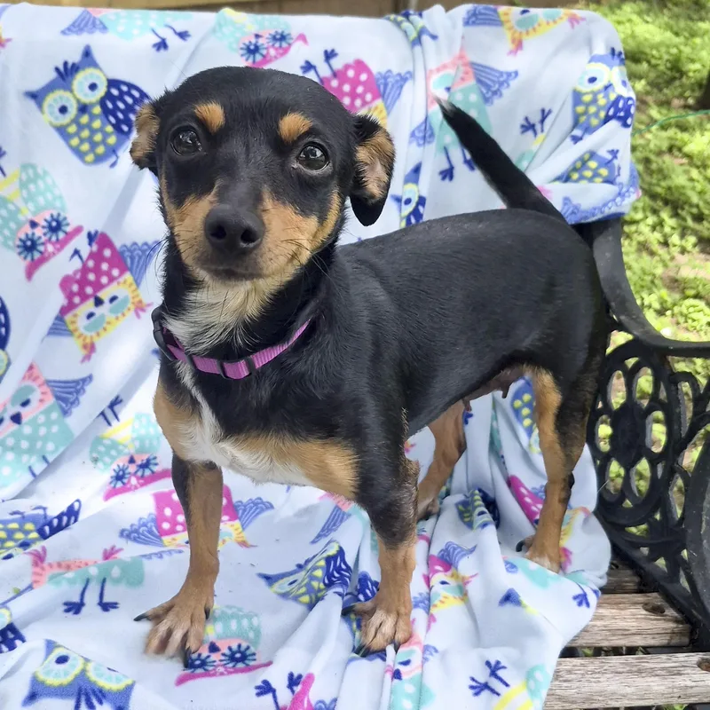 An adult small-sized female Black Chihuahua dog named Daisy for adoption in Southport, CT