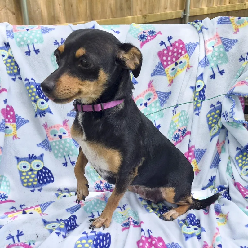 Daisy thumbnail 3