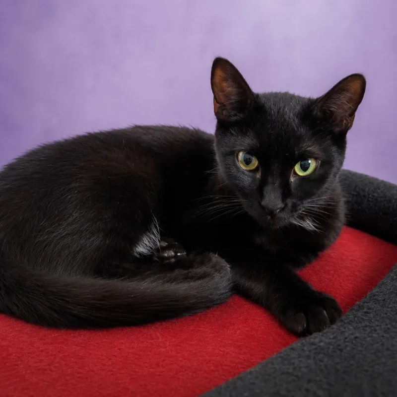 A young small-sized male Black Domestic Short Hair cat named Shadow for adoption in Casa Grande, AZ