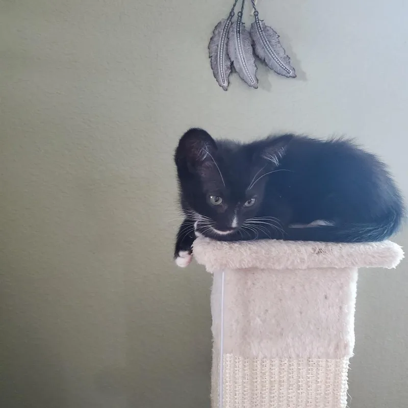 A baby small-sized male Black Domestic Short Hair cat named Smudge Costa Mesa Location for adoption in Chino Hills, CA
