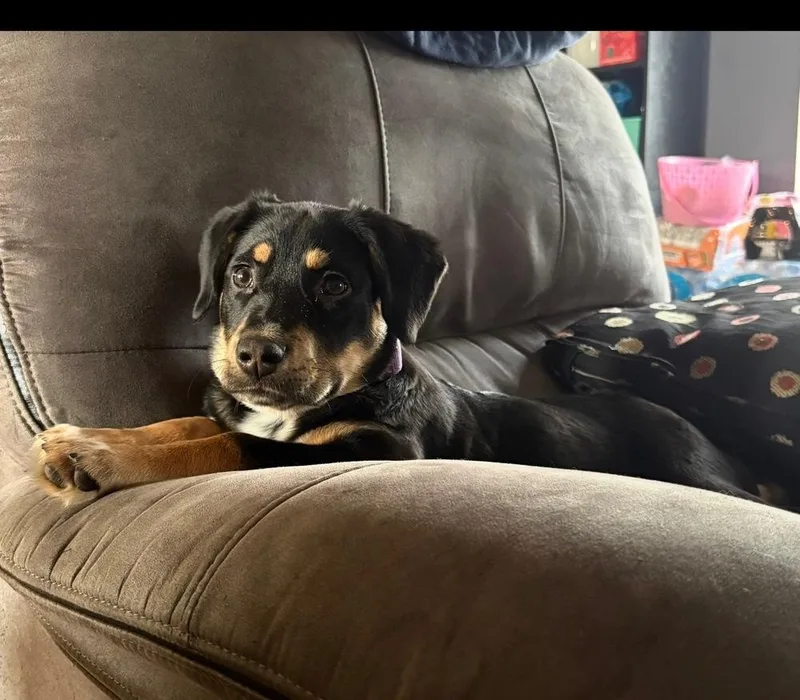 German Cuisine : Sourcraut