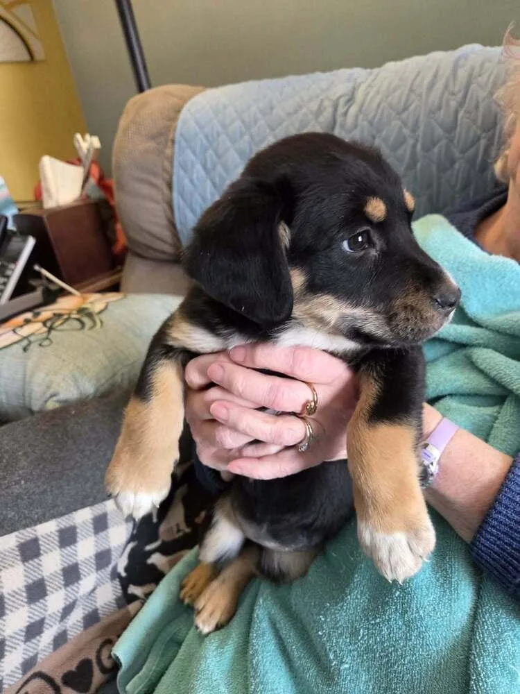 German Cuisine : Sourcraut thumbnail 2