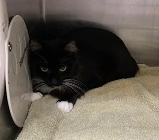 An adult medium-sized female Domestic Short Hair cat named Dakota for adoption in Cincinnati, OH