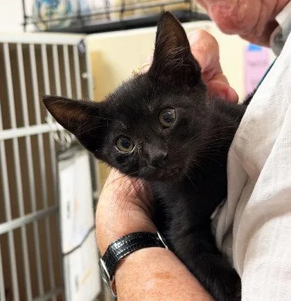 A baby medium-sized female Domestic Short Hair cat named Carabiner for adoption in Sacramento, CA