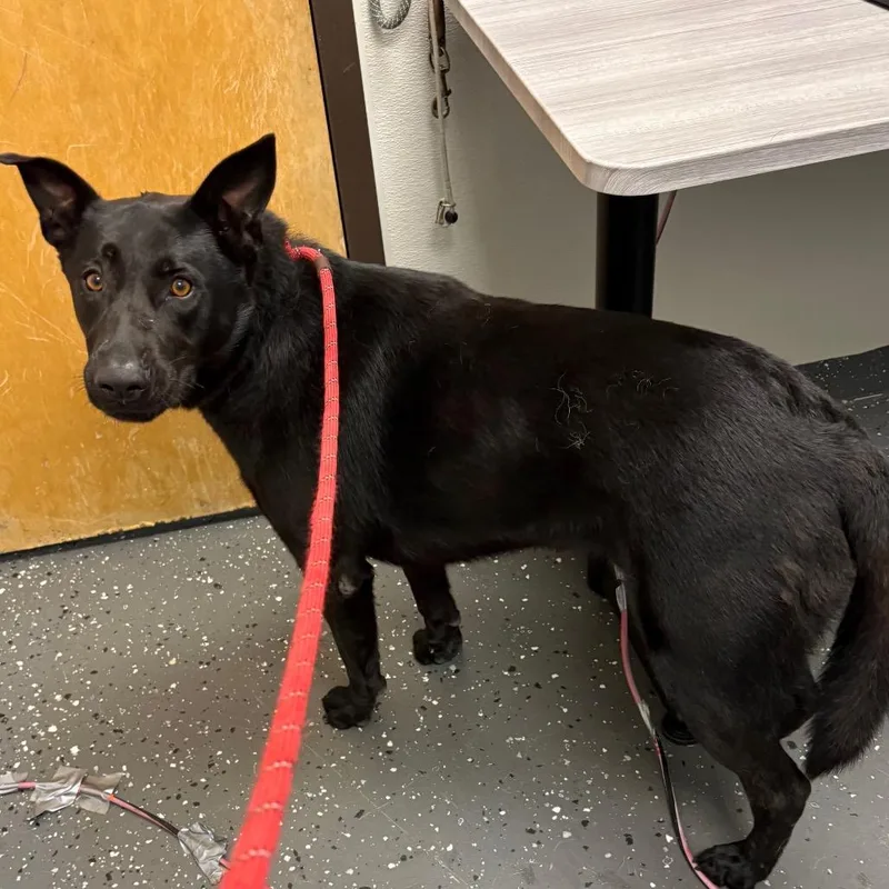 An adult large-sized male Black Mixed Breed dog named Cole for adoption in Columbiana, AL